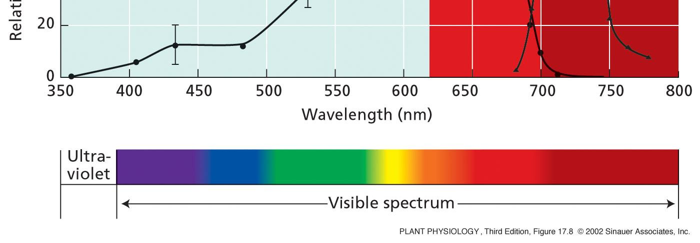 19 Akční spektrum LFR pro fotoreverzibilní