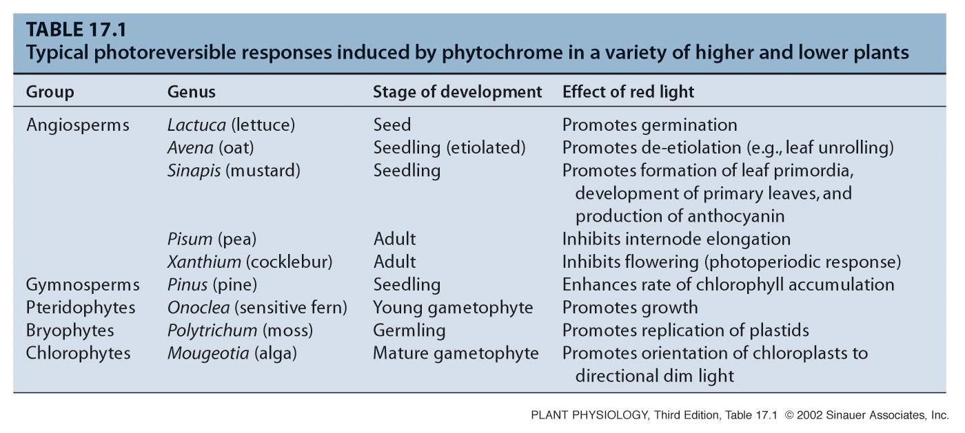 5 a) Vlastnosti a lokalizace fytochromů Fytochrom = proteinový pigment modré barvy identifikován v r.