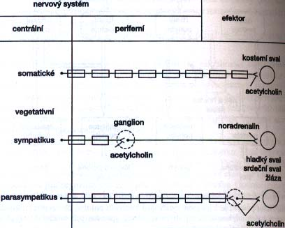 FYZIOLOGIE AUTONOMNÍHO NERVOVÉHO SYSTÉMU (vegetativní - útrobní NS) soubor nervových bb.