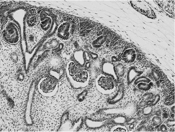 Obrázek 2. Obraz lidské fetální ledviny, zařazený do atlasu embryologických preparátů. Literatura [1] Šubrtová D. et al., Histologický atlas. Embryologické preparáty. [Online]. Available: http://www.