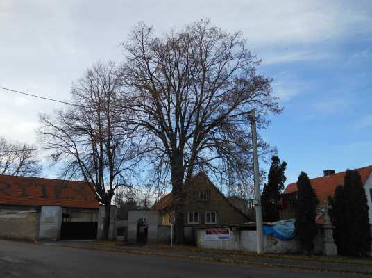 F. Ošetření stromů Podlažice křižovatka