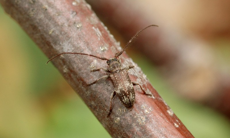 Saperda octopunctata