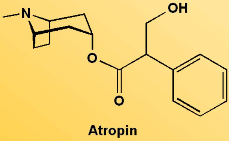 Rostlinné alkaloidy Atropin Tropanový alkaloid s halucinogenními účinky, obsažen v lilkovitých (Rulík zlomocný, Blín, Mandragora, durman,.