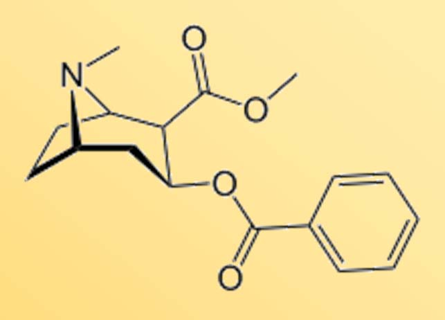 Rostlinné alkaloidy Kokain Alkaloid, zneužívaný jako droga Bílá krystalická látka z jihoamerického keře Koka pravá