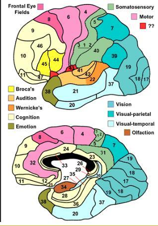 Hierarchie motorického systému úrovně řízení: 1. prefrontální kůra 2. SMA, PMA 3. primární motorická kůra 4.