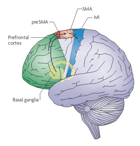 1. Vyšší kortikální podklady pohybu BG suplementární motorická kůra (SMA) Bazální ganglia SMA koordinace bilaterálních pohybů rukama plánování