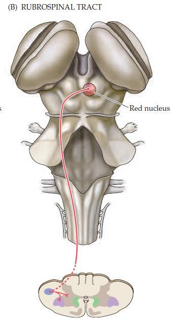 Tr. cortico-rubrospinalis Tr.