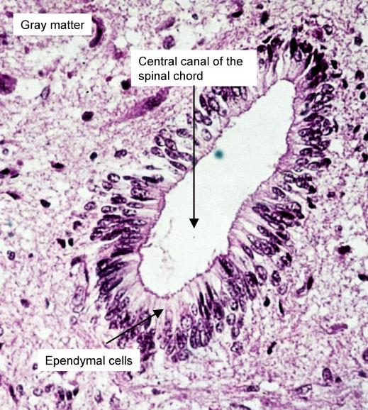 1. Makroglie (největší gliové buňky): a) Buňky ependymové výstelka dutin CNS; zajišťují produkci a pohyb mozkomíšního moku.