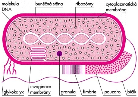 prokaryontní chromozom: - tvořen jednou kružnicovou molekulou DNA a proteiny - není proti cytoplazmě ohraničen jadernou membránou - připojen k cytoplazmatické