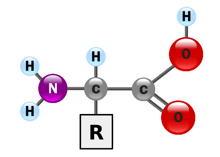 bílkoviny (proteiny): - aminokyseliny (AMK): - odvozeny od organických karboxylových kyselin, přičemž na α-uhlík je kromě karboxylové skupiny (-COOH) vždy ještě navázána aminoskupina (-NH 2 ) -