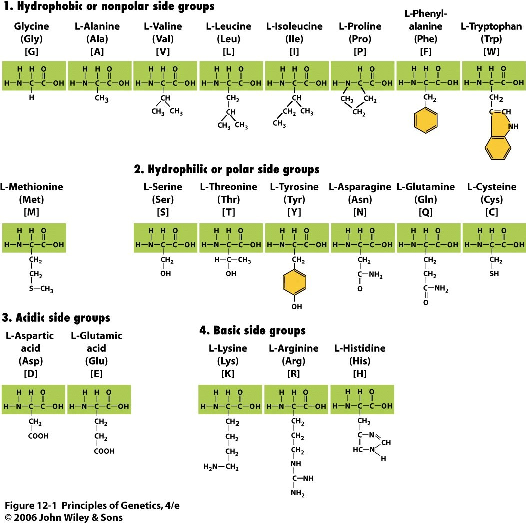 bílkoviny (proteiny): - aminokyseliny (AMK): - v bílkovinách zpravidla 20 AMK dělení na základě charakteru postranních řetězců - označovány pro úspornost třípísmenným