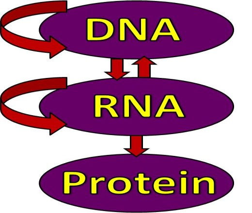 ústřední dogma molekulární biologie: - zahrnuje několik dílčích procesů - tři základní jsou: a) replikace (zdvojení) genetické informace - tvorba kopií molekul DNA v jádru buněk - přenos genetické