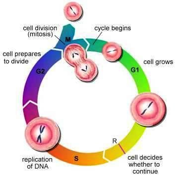 buněčný cyklus: - cyklus, kterým prochází buňka mezi svými děleními a) interfáze - období mezi dvěmi následnými mitotickými děleními zahrnuje: G 1 -fázi - probíhá transkripce a translace S-fázi -