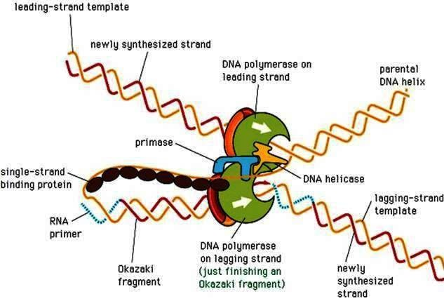 replikace: - složitý enzymatický proces (účastní se ho celá řada proteinů) - na chromozomové DNA tzv.