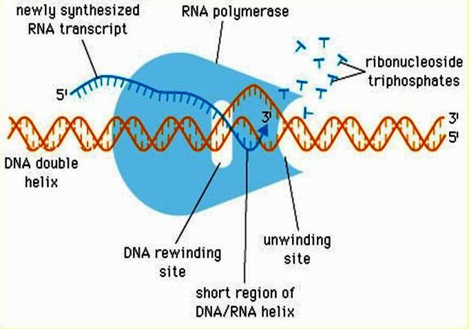 transkripce: - přepis genetické informace z DNA do RNA - probíhá zejména v G 1 - a G 2 -fázi buněčného cyklu (růst buňky) - proces, při kterém se genetická informace převádí z formy zápisu v