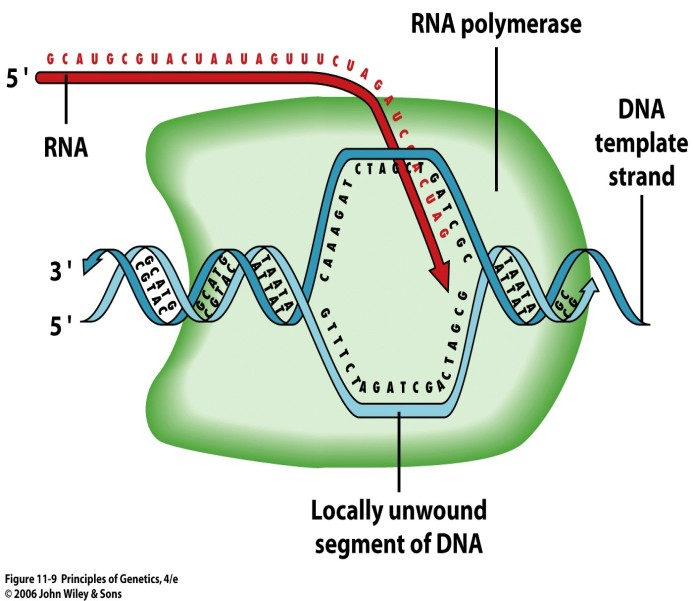 transkripce: RNA-polymerázy - umožňují syntézu všech tří typů RNA (mrna, rrna i trna) vznik RNA-transkriptu - zahrnuje tři fáze: a) iniciace - navázání RNA-polymerázy na tzv.