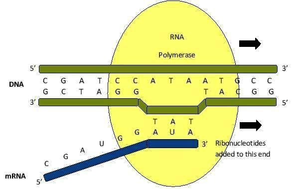 transkripce: DNA - tvořena dvěma polynukleotidovými řetězci - jako matrice pro přepis do RNA slouží tzv.