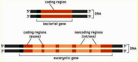 transkripce: vznik tří základních typů molekul RNA: mrna - její sekvence nukleotidů se překládá do aminokyselinové sekvence proteinů rrna - tvoří základní složku ribozomů trna - při syntéze proteinů