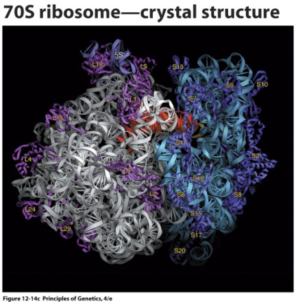 ústřední dogma molekulární biologie translace: - překlad genetické informace z mrna do primární struktury proteinu (do AMK sekvence) - probíhá v cytoplazmě buněk na ribozomech - ribozomy - buněčné