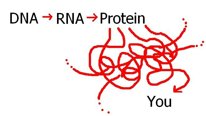 exprese genetické