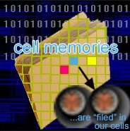 materiální základ buněčné paměti musí: 1) mít dostatečně velkou kapacitou - zaznamenání všech informací pro základní funkce buňky 2) být dlouhodobý - pro uchovávání většiny informací po celou dobu