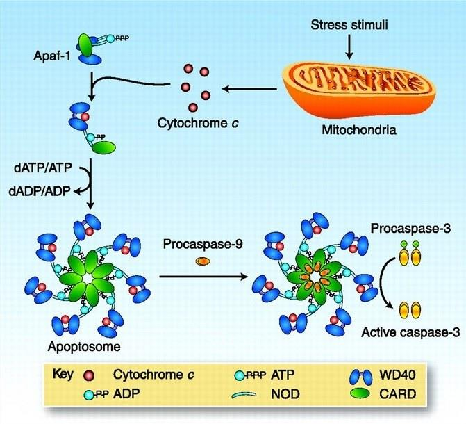 komplex apoptosom (obr.1) (Ledgerwood and Morison 2009) umožňující vazbu a autoaktivaci CARD doménu obsahující kaspázy-9 (Kim et al. 2005).