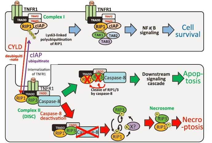 Obr. 4 Molekulární signální dráha nekroptózy. Po vazbě ligandu TNFα na TNFR1 dojde k připojení TRADD, RIP1, TRAF2, TRAF5 a ciap na aktivovaný receptor na buněčném povrchu, dojde k tvorbě komplexu I.