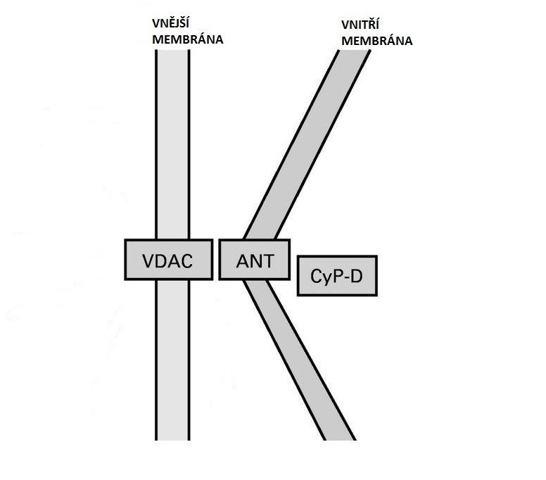 kaspázy a následnou buněčnou smrt (Schinzel et al. 2005). Když je OMM nepermeabilizovaná, tak apoptogeny nepropouští, umožňuje pouze průchod pro ionty a malé molekuly.