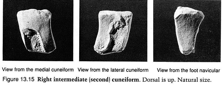 Os cuneiforme intermedium kost klínovitá střední Kost klínovitá střední je nejmenší ze všech zánártních kostí i z klínovitých kostí.