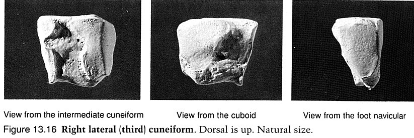 Os cuneiforme laterale kost klínovitá zevní Je větší než intermedium, vzhledem se jí ale velice podobá. Je vložena mezi os naviculare a MT2 a 4(vzácně) a os cuboideum.