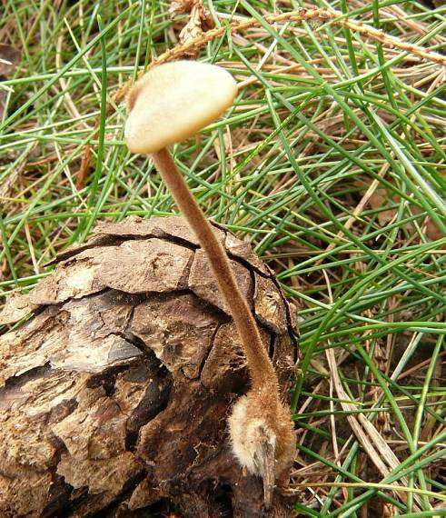 do řádu Russulales jsou řazeny i houby s plodnicí resupinátní (Stereum pevník, vlevo), keříčkovitou (Hericium korálovec, vpravo) nebo kloboukatou s ostnitým hymenoforem (Auriscalpium lžičkovec,