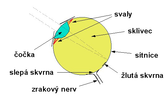 Lidské oko