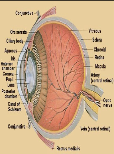 Lidské oko
