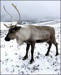 Los největší z jelenovitých Sob žije nejseverněji Obrázek: http://zviraatka.