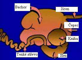 Přežvýkavci - Žaludek je složený ze 3 předžaludků (bachor, čepec, kniha) a jednoho vlastního žaludku (slez).