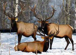 Některé poddruhy jelena evropského: - západní - karpatský - sibiřský - wapiti - běloocasý Další druhy: