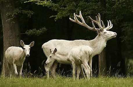 Stádo bílých jelenů v Žehušicích Ve středních Čechách v obci Žehušice se nalézá obora, kde je k vidění něco výjimečného. Jsou to bílí jeleni.