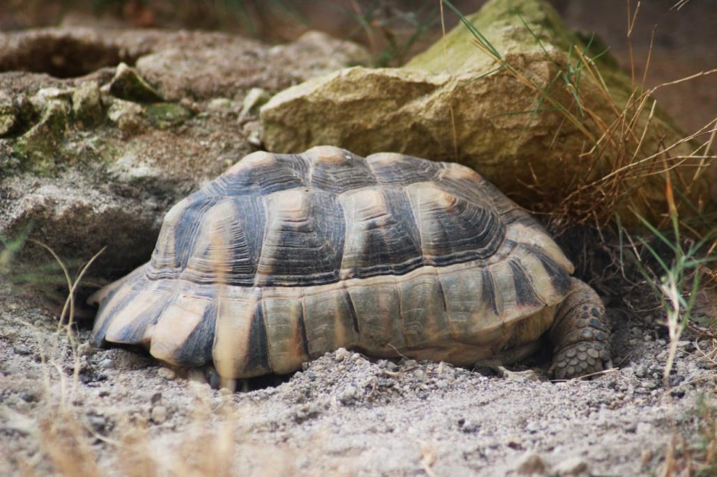 ŽELVA VROUBENÁ (Testudo marginata) Řád: želvy (Testudines) Podřád: skrytohrdlí (Cryptodira) Čeleď: