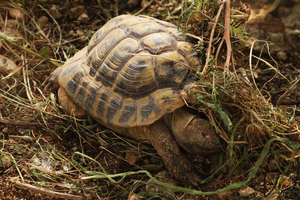 ŽELVA ZELENAVÁ (Testudo hermanni) Řád: želvy (Testudines) Podřád: skrytohrdlí (Cryptodira) Čeleď: testudovití