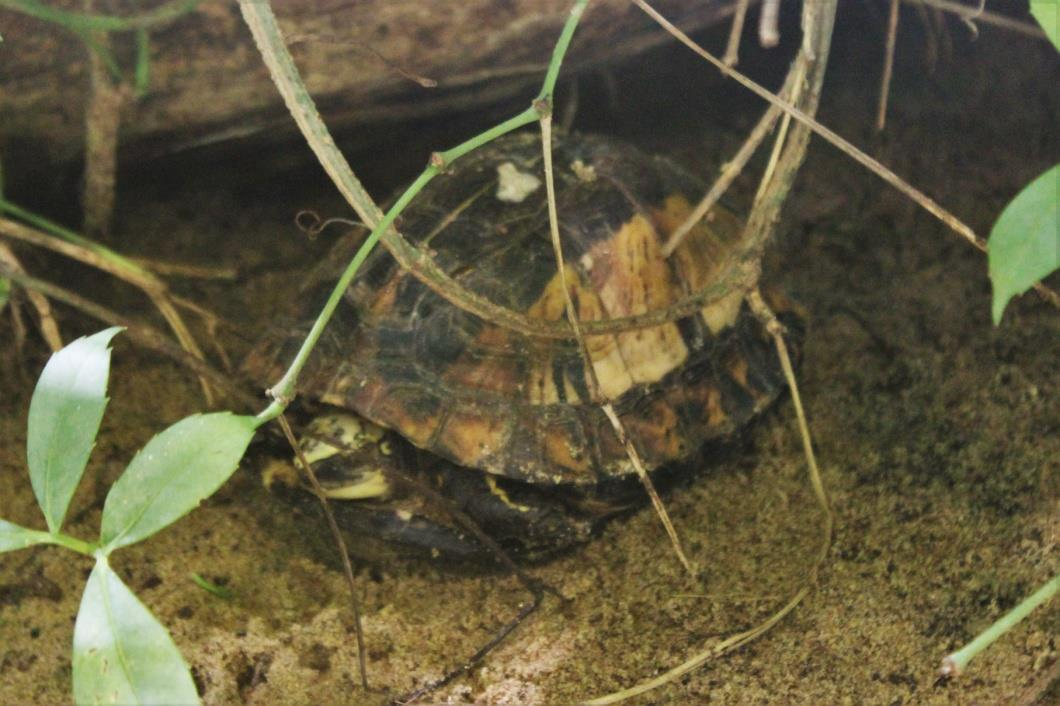 ŽELVA ŽLUTOČELÁ (Cuora galbinifrons) Řád: želvy (Testudines) Podřád: skrytohrdlí (Cryptodira) Čeleď: batagurovití