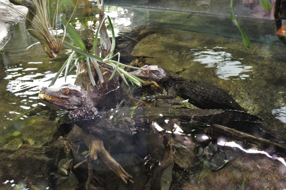 KAJMÁNEK TRPASLIČÍ (Paleosuchus palpebrosus) Řád: krokodýli (Crocodylia) Čeleď: aligátorovití