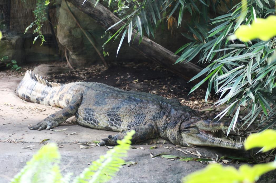 TOMISTOMA ÚZKOHLAVÁ (Tomistoma schlegelii) Řád: krokodýli (Crocodylia) Čeleď: krokodýlovití