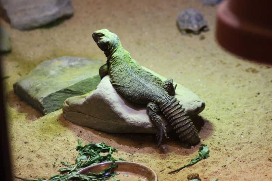 TRNOREP SKALNÍ (Uromastyx acanthinura) Čeleď: agamovití (Agamidae) Rod: trnorep