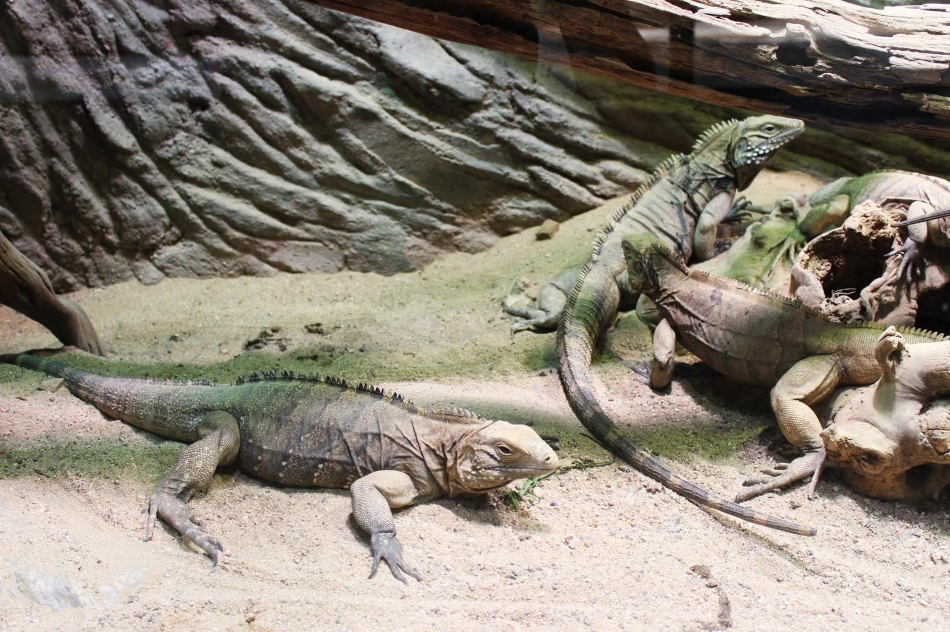 LEGUÁN KUBÁNSKÝ (Cyclura nubila ssp.