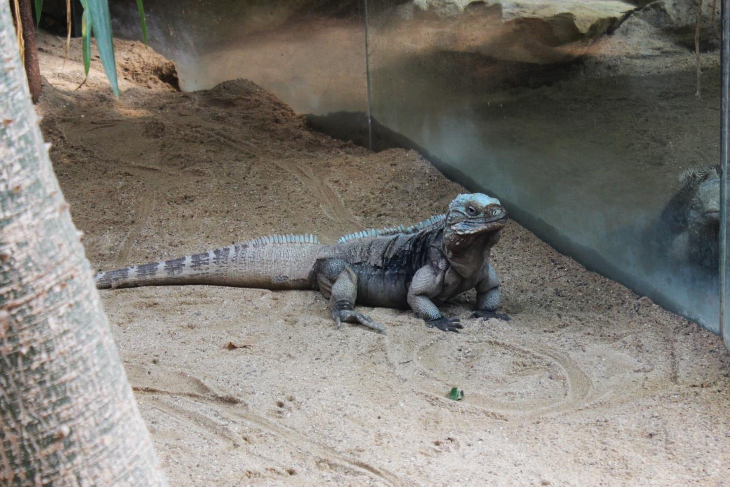 LEGUÁN MODRAVÝ (Cyclura lewisi) Čeleď: leguánovití (Iguanidae) Rod: leguán