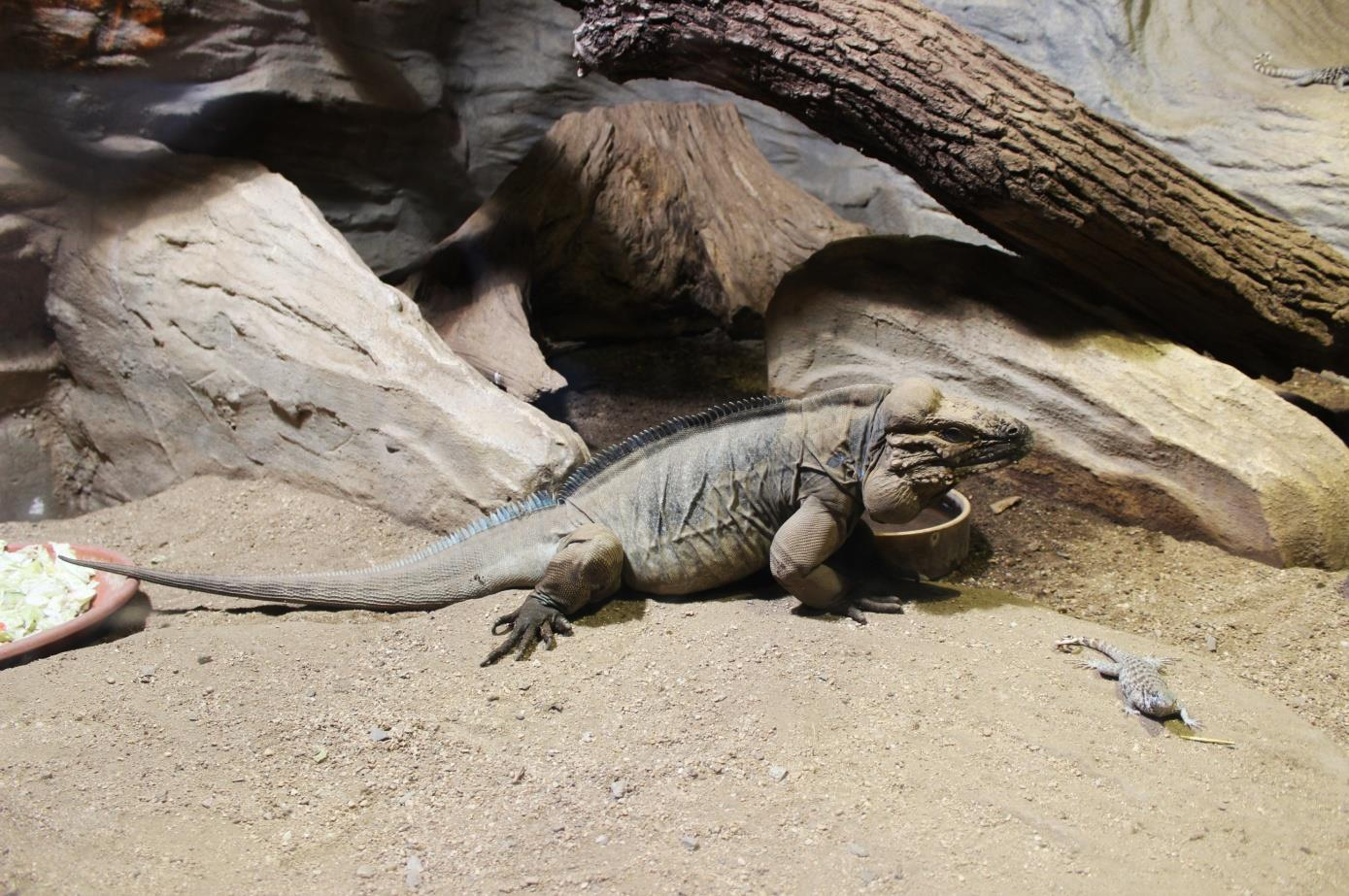 LEGUÁN NOSOROHÝ (Cyclura cornuta) Čeleď: leguánovití (Iguanidae) Rod: leguán