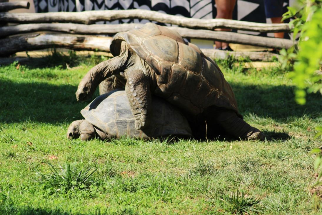 ŽELVA OBROVSKÁ (Geochelone gigantea) Řád: želvy (Testudines) Podřád: skrytohrdlí (Cryptodira) Čeleď: