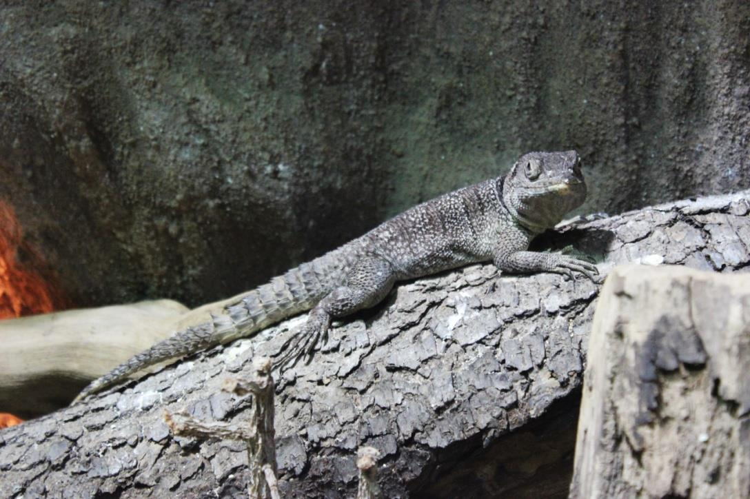 LEGUÁN MADAGASKARSKÝ (Oplurus cuvieri) Čeleď: leguánovití (Iguanidae)