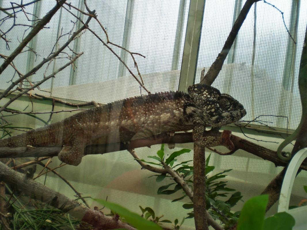 CHAMELEON OBROVSKÝ (Furcifer oustaleti) Čeleď: chameleonovití (Chamaeleonidae) Rod: