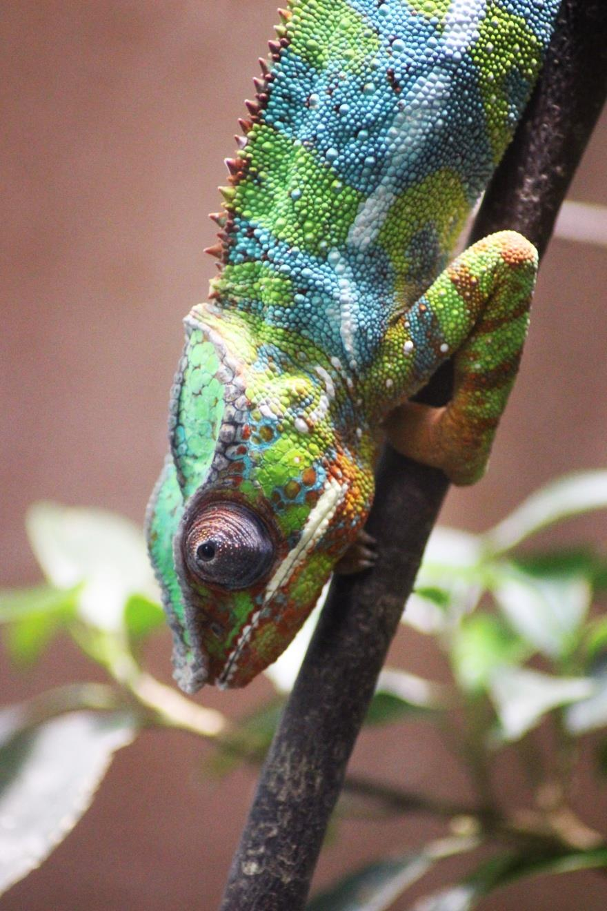 CHAMELEON PARDÁLÍ (Furcifer pardalis) Čeleď: chameleonovití (Chamaeleonidae) Rod: